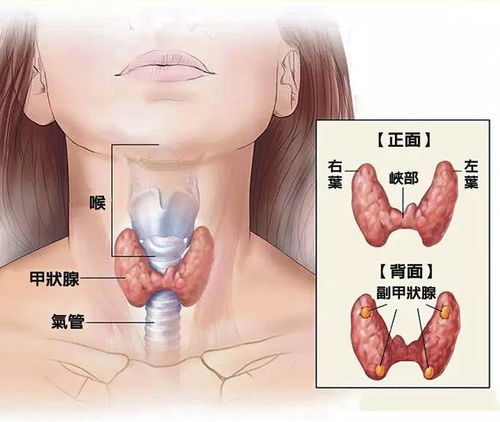 甲状腺功能需要做什么检查