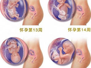 孕期钙摄入量过多对胎儿有影响吗