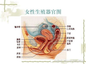 生殖系统全面检查都检查哪些内容