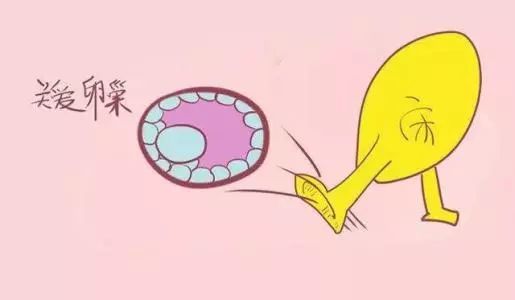 卵巢储备功能查什么