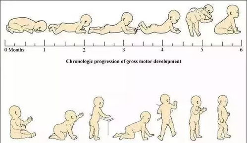 婴儿大运动发展规律