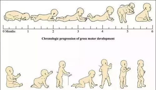 小儿动作发育的规律