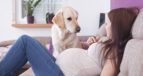 怀孕时与宠物接触会有什么害处