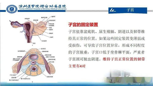 生殖系统检查什么