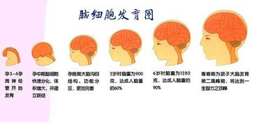 孕期营养的关键是( )