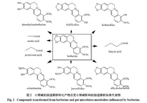 调整肠道菌群的药