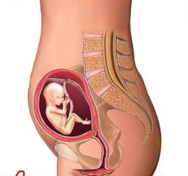 怀孕期营养补充
