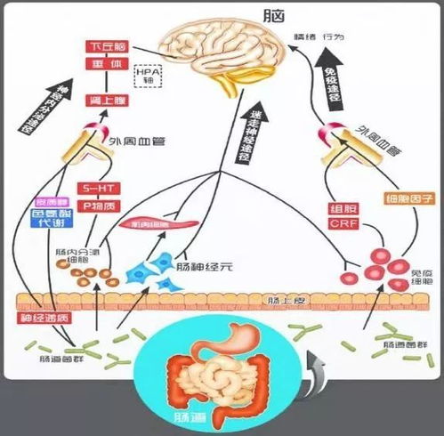 调节肠道菌群吃什么