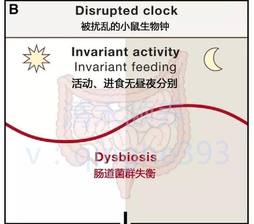 改变肠道菌群需要多长时间