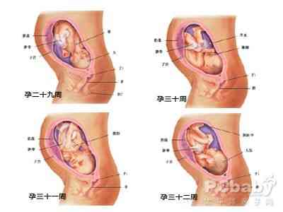 怀孕月份发育标准表