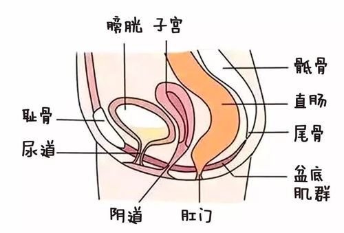 产后骨盆盆底肌修复有用吗