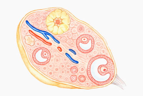 卵巢储备功能评估方法afc